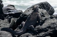 Galapagos – Meerechsen sonnen sich auf vulkanischen Felsen in der Nähe des Ozeans.
