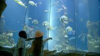 Knall genial – Amos und Viktoria begeben sich in die Unterwasserwelt des Haus des Meeres und erfahren dort was die Wasserbewohner alles fressen. Und sie sind mutig, denn auch unsere zwei Entdecker lassen sich von den Fischen anknabbern.