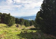 Unterwegs in Österreich – Zirbenernte. am Zirbitzkogel.