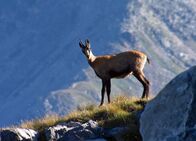 Netz Natur – Gute Aussichten: Eine Gämse fühlt sich am sichersten, wo sie den Überblick hat.