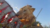 Terra X: Serengeti – Löwen sind die größten Landraubtiere Afrikas und jagen vor allem große Pflanzenfresser.