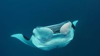 Big Pacific – Der Teufelsrochen fällt nur über winzige Beute her, daher frisst er fast pausenlos, um nicht zu verhungern.