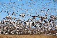 Animal Fight Club – Fr, 21.08., 06:05 Uhr