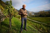 Winzerlegenden – Franz Xaver Pichler beim Wimmen