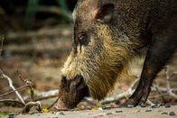 Magie des Monsuns – Bartschwein auf der Suche nach Nahrung, in Borneo.
