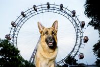 Kommissar Rex – Rex vor dem Riesenrad.