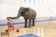 Athleticus – Ein Elefant räumt eine leere Turnhalle auf. Sein heimlicher Traum: selbst Basketball-Champion zu sein ...
