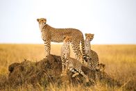 Helden der Evolution – Cheetah.