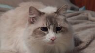 Der Katzenflüsterer – Symone the cat.