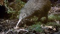 Vulkane in Neuseeland – Der Kiwi, das Nationaltier Neuseelands, ist flugunfähig und hat pelzartige Federn.