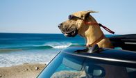 Marmaduke – Dogge Marmaduke hat nur Unsinn im Kopf, steckt er doch gerade mitten in der Pubertät. Als die Familie aus der tristen amerikanischen Vorortsiedlung nach Kalifornien umzieht, fühlt sich Marmaduke wie im Paradies ...