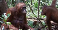 Spione im Tierreich – Junger Orang-Utan (r.) trifft auf Roboter-Orang-Utan (l.) im Wald von Borneo.