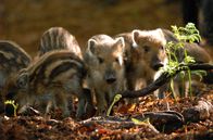 Wilde Tierkinder – Wildschweine wurden im 18. und 19. Jahrhundert in Dänemark ausgerottet. 1926 siedelte man sie in den Wäldern von Lille Vildmose wieder an.