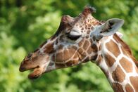 Nashorn, Zebra & Co. – Ganz ungewöhnlich: Giraffen haben blauen Zungen.