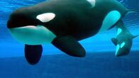 Wildtiere vor der Kamera – Orca