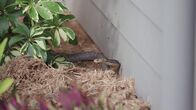 Snake Security - Schlangenalarm in Australien – Sa, 01.06., 08:35 Uhr