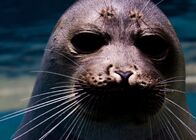 Russlands weite Wildnis – Lake Baikal, Russia - A curious Baikal seal.