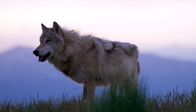 Das Yellowstone Rätsel – Einst zog eine stolze Hirschherde, mit mehr als 19.000 Tieren, durch den nördlichen Bereich des großen Yellowstone-Ökosystems. Heute sind es nur noch 4.000. Jahrelang war das Verschwinden der Hirsche ein ungelöstes Rätsel. Zunächst verdächtigte man die vor zwanzig Jahren wiederangesiedelten Wölfe. Stimmen wurden laut, die Wölfe wieder zu jagen und abermals auszurotten. - Wolf im Yellowstone Park
