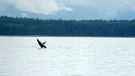 mareTV – Der große Nahrungsreichtum in der Küstenregion von Vancouver Island zieht viele Wale an. Der rege Schiffsverkehr ist gefährlich für die majestätischen Tiere: Viele Buckelwale wurden bereits durch Schiffsschrauben verletzt.