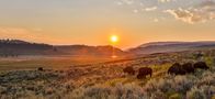 Yellowstone - Sommerreigen – YELLOWSTONE, WYO.: Bison herd in summer evening light during the bison rut. (Photo credit: