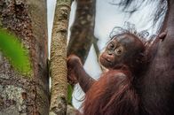 Wilde Insel Borneo – Baby orangutan (Pongo pygmaeus) in the wild nature. Natural habitat in Rainforest of Island Borneo. Indonesia.