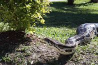 Tierpolizei Miami – Python.