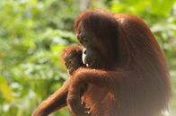Wildes Überleben – Borneo Orangutan
