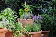 Querbeet ABC – Mischkultur im Topf.