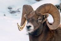 Tierisch alt! – Unter den Widdern der Dickhornschafe gibt es eine strenge Rangordnung: Die Größe der Hörner entscheidet!