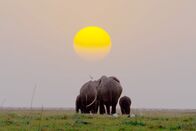Tierisch alt! – Eine Herde Afrikanischer Elefanten in Kenia – Kopf der Herde ist die älteste Elefantenkuh, die sogenannte Matriarchin.