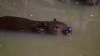 Unsere Wälder – Sie sind die einzigen tierischen Waldbewohner, die Bäume fällen: die Biber.