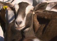 Netz Natur – NETZ NATUR Dem Teufel vom Karren gesprungen Oben ohne: Viele Ziegenhalter setzen auf Tiere ohne Hörner. Durch Zucht oder durch Enthornen. Der Natur der Ziege entspricht das aber nicht.