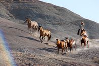 Expeditionen: Mustangs - lebende Legenden – Wilde Reise mit Erich Pröll: "Mustangs - Lebende Legenden: Die aus der Wildnis kommen", Der Film von Erich Pröll zeigt die Ursprünge der Mustangs, Andalusier und Berberpferde und wie diese Pferde nach Amerika kamen. Und wie sie sich bis heute entwickelt haben. In den größten registrierten Pferderassen der Welt, den Quarter- und Paint Horses, steckt noch immer viel Mustangblut. Diese Verbände mit Sitz in Texas, Amarillo (Quarter) und Fort Worth (Paint) werden dokumentiert und der Bezug zu den Mustangs gezeigt. Wie und wo leben diese Wildpferde heute, die Familienverbände (Bands), das Verhalten der Herde, das wird anhand von beeindruckenden Bildern der verschiedenen Herden in Wyoming, Montana und Colorado gezeigt. Und dann startet das wichtigste Ereignis im "Pferdeleben" des Erich Pröll. Es findet ein Gathering (auch Round up), ein Einfangen mehrerer Herden von Wildpferden statt. Der Weg zu einem Mustang beginnt.