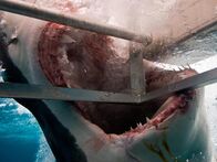 Tierische Freaks – A Great White Shark attacking a diver's cage. Just before they feed, a white shark’s eyes roll up into their sockets for protection, making them nearly blind.