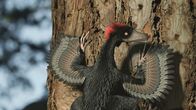 Verborgene Welten – Der Flugsaurier Anchiornis hatte vier Flügel und benutzte Bäume als Startrampe.