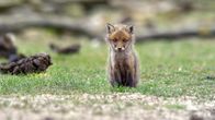 Terra Mater – Ein junger Fuchs beobachtet seine Beute ganz genau