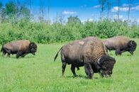 Wildes Kanada – Herd of plains bison, Elk Island National Park, Alberta, Canada