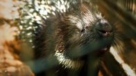 Wunder der Wissenschaft – Doreet, das liebestolle Stachelschwein.
