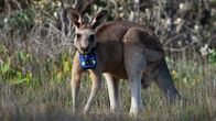 SRF DOK: Tiere hinter der Kamera – Känguru mit Kamera