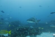 Im Reich der Riesenhaie – Aliwal Shoal, Südafrika - Ein Fransenzahnhai (Carcharhinus taurus) kreuzt in südafrikanischen Gewässern über einem felsigen, korallenbedeckten Meeresgrund zwischen verschiedenen Fischschwärmen, darunter Blaustreifen-Schnapper (Lutjanus kasmira) und Doktorfischarten (Acanthuridae spp.). Die nadelförmigen, vorstehenden Zähne des Lappenzahns helfen ihm, seine Beute zu greifen und festzuhalten.