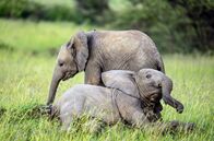 Masai Mara - Geburt im Paradies – Zwei Elefantenbabys spielen im Gras. Ihre Geburt und Aufzucht ist eine der gezeigten Perspektiven aus der artenreichen Savanne Masai Mara.