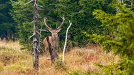 Der Harz – Rotwild ist im Harz häufig, jedoch sehr scheu.