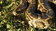 Python-Invasion – Do, 03.07., 08:05 Uhr