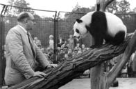 Berlin - Kalter Krieg der Zoos – 1958 eine Sensation: Tierparkdirektor Heinrich Dathe mit der Pandabärin Chi Chi in Ost-Berlin