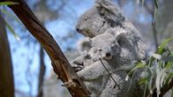 Expeditionen: Helden der Evolution – Koala-Weibchen mit ihrem Jungen.
