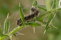 Wundersame Wanderungen – Die Raupen des Distelfalters ernähren sich von den Blättern der Disteln, Brennnesseln und anderer krautiger Pflanzen.