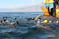 Unsere Erde – Im Pazifik, vor der chilenischen Küste, müssen Mähnenrobben mit den großen Fischereiketten um Nahrung konkurrieren. Mittlerweile haben sie gelernt, wie sie Sardellen aus den Netzen der Trawler stehlen können. Sobald das Netz hochgezogen wird, geraten die Sardellen in Panik und springen in die Luft. Auf diesen Moment haben die Robben gewartet und schnappen zu. Diese Technik scheint eine leichte Mahlzeit zu sichern, aber die Konkurrenz ist groß und es besteht immer die Gefahr, selbst im Netz zu landen oder sich in den Maschen zu verfangen.