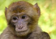 Crazy Clips – Barbary ape, monkey.