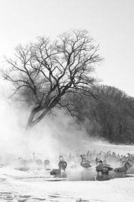 Wilde Inseln – Rund zehntausend Singschwäne haben auf der Flucht vor der arktischen Kälte Sibiriens auf Hokkaido überwintert.