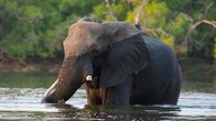 Die Elefanten der Victoriafälle – Elefanten sind auf das lebensspendende Wasser des Sambesi angewiesen. Die Stadt Victoria Falls wurde jedoch mitten auf einer alten Wanderroute von Elefanten errichtet, sodass die Tiere immer wieder nahe der Stadt auftauchen und Menschen gefährden.